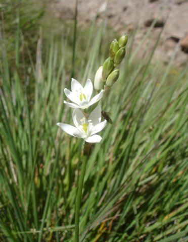 Ornithogalum juncifolium leaves